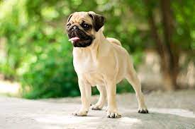 It removes dirt, dandruff, dead skin and hair from your dog, and helps keep your pet clean. How Often Should A Short Haired Dog Be Groomed