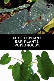 Maybe you would like to learn more about one of these? Are Elephant Ear Plants Poisonous Gardening Channel