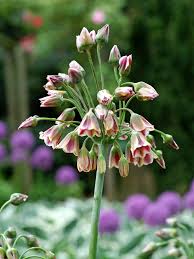 Image result for Nectaropetalum