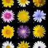 Fiori gialli spontanei inverno : 1