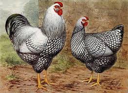Black And White Hen Vintage Rooster And Hen Silver Laced Wyandottes Black White Etsy Chickens Framed Oil Painting Animals