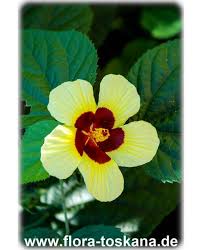 Image result for Hibiscus calyphyllus