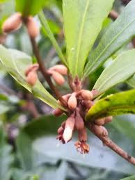 Image result for Synsepalum revolutum