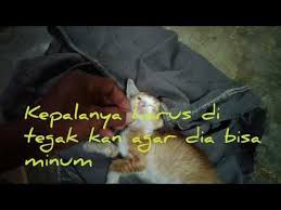 Kucing marie dalam kartun aristocats. Kucing Yang Sakit Kucing