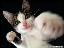 Картинки по запросу жирні коти