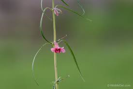 Image result for Sesamum alatum