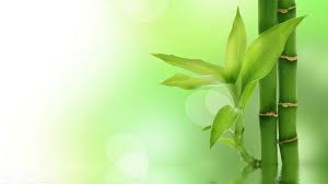 Natura Paesaggio Bambu Foglie Acqua Alimentazione Sfondo Bianco Sfondo Verde File Vettoriale Fondo Verde Agua Fondos De Escritorio Fondos Verdes