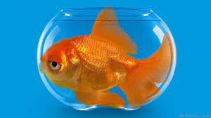 Image result for goldfish