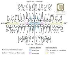 15 Bright Pediatric Tooth Chart Letters