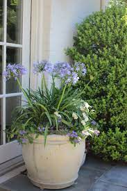 Agapanthus Container Planting By Floralis Container Gardening 101 Plants Container Plants