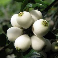 Image result for Syzygium niassense