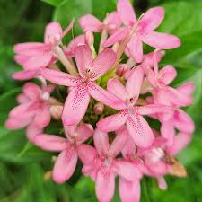 Image result for Ruspolia seticalyx