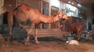 Camel qurbani aj hum aap k sath aik aesi video share karne ja rahe hain k jis mai hum aap k sath discuss 35+ camel qurbani on 3rd day of eid at jdc | biggest camel qurbani in karachi on this eid ul adha camel qurbani karachi slow motion 2019. Camel For Qurbani Eid 2018 In Lahore Samanabad Camel Qurbani 2018 Heavy Camels Qurbani Youtube