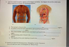 Check spelling or type a new query. 9 Label The 9 Abdominopelvic Regions On The Diagram Chegg Com