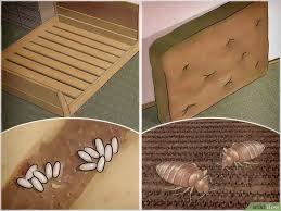 Saybyebugs.com has been visited by 10k+ users in the past month Do Dryer Sheets Repel Bed Bugs Bed Bugs And Dryer Sheets Guide