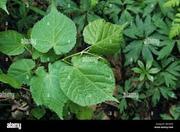 Image result for Rogiera cordata