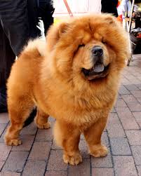 Image result for chow chow