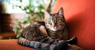Find out whether glucosamine and chondroitin really work for joint pain and arthritis in dogs, cats, and horses, dosage, safety, side effects, drug interactions and more. Arthritis In Cats Dogs Glucosamine And Chondroitin Petcoach