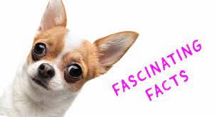 How to spell chihuahua, correct spelling of chihuahua, how is chihuahua spelled, spell check chihuahua, how do you spell chihuahua. 25 Fascinating Chihuahua Facts That Will Seriously Surprise You