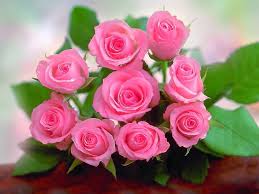We did not find results for: Pink Roses Hd Wallpapers Top Free Pink Roses Hd Backgrounds Wallpaperaccess