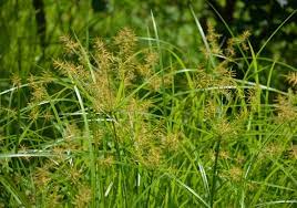 Intip harga mesin potong rumput termurah dengan kualitas yang tiada tara hanya di sini! 10 Manfaat Rumput Teki Cyperus Rotundus Untuk Kesehatan Bibitbunga Com
