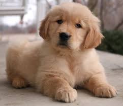 The goal was to combine these two highly popular. Chloe Golden Retriever Puppy 632556 Puppyspot Golden Retriever Golden Retriever Puppy Puppies