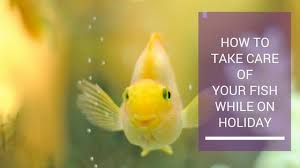 How to care for fish. Caring For Your Fish While You Re On Vacation Fish Tank World