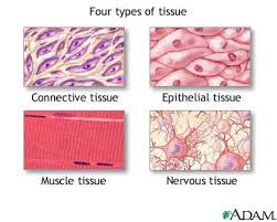 This leads to growth in multicellular organisms (the growth of tissue) and to procreation (vegetative reproduction) in unicellular organisms. Tissue Types Medlineplus Medical Encyclopedia Image