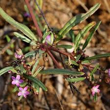 Image result for Gisekiaceae