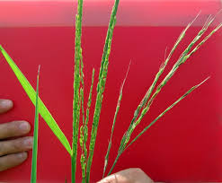 Image result for Oryza longistaminata