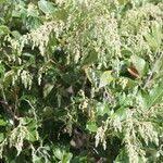 Image result for Searsia acuminatissima