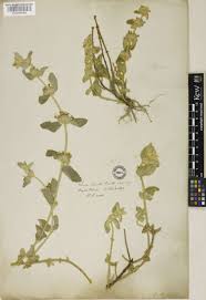 Image result for Cyanotis lanata