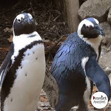1,994,245 likes · 79,844 talking about this. Gay Male Penguins Steal Lesbian Couple S Eggs At Dutch Zoo