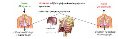 Netteders Net 4 Sinif Solunum Sistemi Konu Ozeti Fen Dersi Sinifi Sinif Ogretim