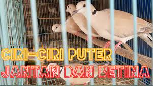 Alhamdulillah sejauh ini kandang ff bf memiliki 20 indukan ada yang dengan metode poligami untuk mencari kualitas anakan terbaik dari beragam indukan.sedia p. Ciri Ciri Burung Puter Jantan Dan Betina Tahukah Kalian Cara Membedakannya Youtube