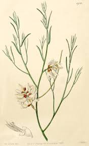 Image result for Kotschya stolonifera