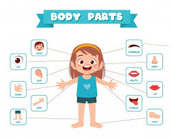 There is a page that includes pictures and then labels each one. Body Parts Images Free Vectors Stock Photos Psd