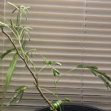 Image result for Albizia tanganyicensis