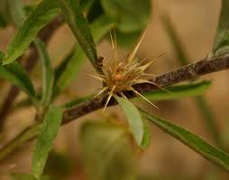 Image result for Dicoma