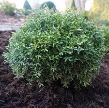 Günstige preise & mega auswahl für heckenpflanzen buchsbaum. Buxus Sinica Var Insularis Franklin S Gem Franklin S Gem Boxwood From Saunders Brothers Inc