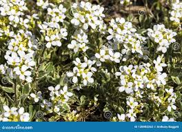Image result for Arabis alpina
