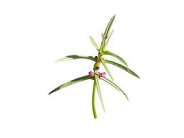 Image result for Ammannia baccifera