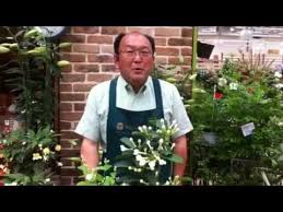 ジャスミンの育て方 日常管理 種類と特徴 Youtube
