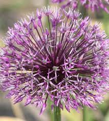 Image result for Nectaropetalum