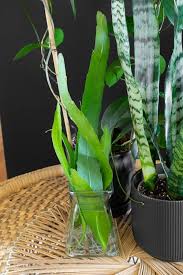 Image result for Ophrypetalum