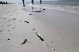Red Tide Counts Remain High In Lee Collier