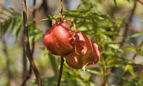 Image result for Cola greenwayi