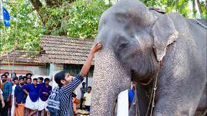Karnan won the title for the heads up competition for the ninth year in a row at north paravur chakkumarasseri sreekumara ganesha temple. Mangalamkunnu Karnan Stylish Walking Kattuvalli Pooram Mavalikra Youtube
