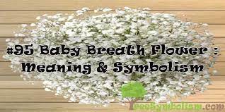 95 Baby Breath Flower Meaning Symbolism