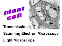 Scanning electron microscope and transmission electron microscope. Transmission Electron Microscope Ppt Video Online Download